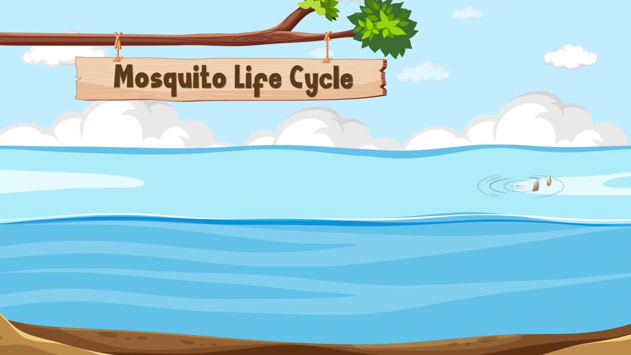 Illustrates mosquito development stages in water