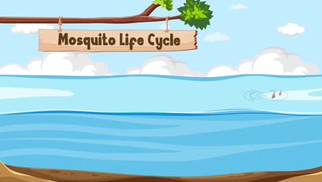 ilustra las etapas de desarrollo del mosquito en el agua