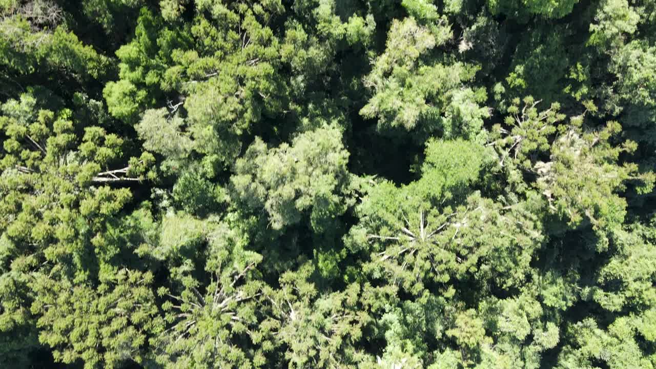 selva tropical atlántica con pinos brasileños endémicos del sur de brasil, vista aérea