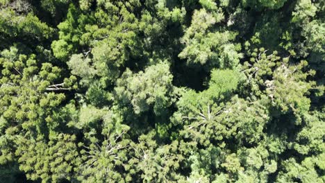 atlantic rainforest with brazilian pines endemic to southern brazil, aerial view