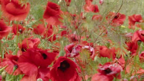 the storm wind is wildly swaying the red poppies in the meadow