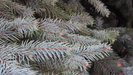 Pine tree branches close up slow motion