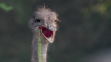 un par de avestruces comiendo verduras, un tiro en la cabeza de cerca