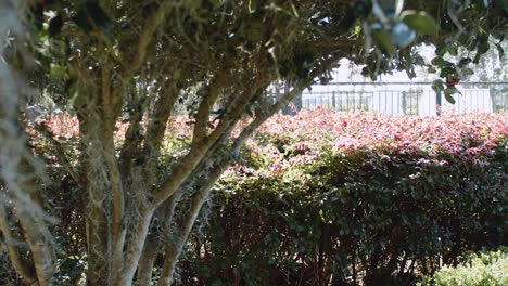 toma en movimiento de arbustos y musgo colgante en un jardín panorámico
