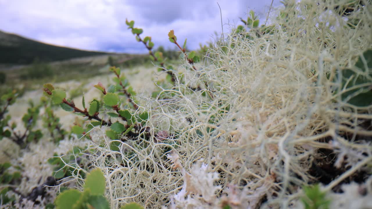 la tundra ártica, la hermosa naturaleza, el paisaje natural de noruega.