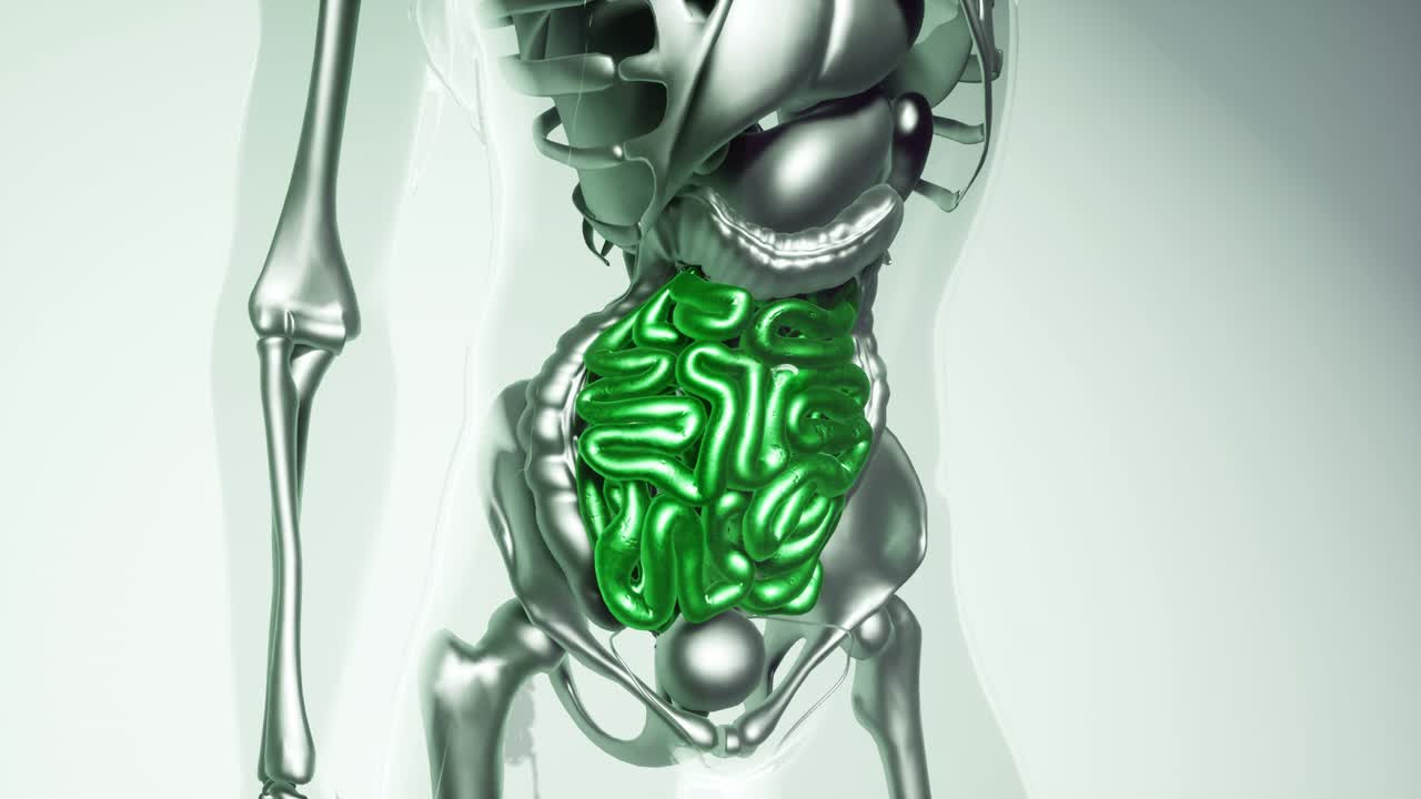 Human Intestine Model with all Organs and Bones