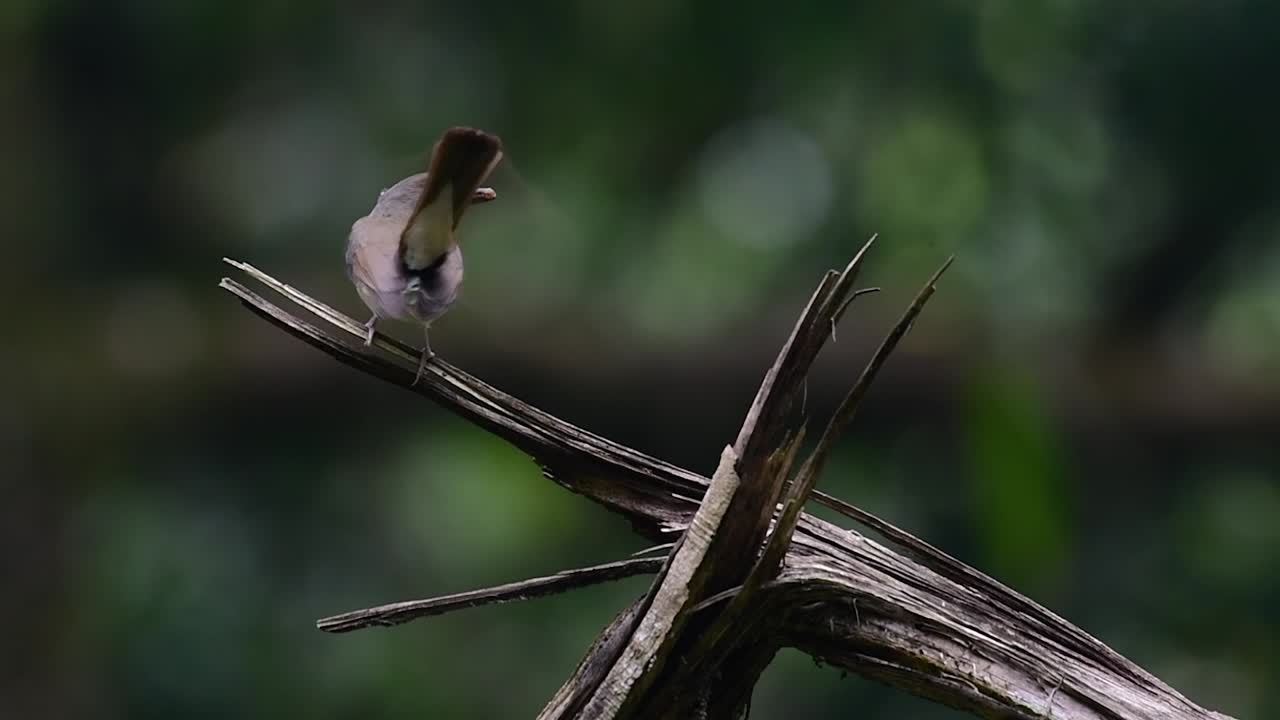 el papamoscas azul de la colina se encuentra en un hábitat de gran altura, tiene plumas azules y un pecho anaranjado para el macho, mientras que la hembra es de color marrón canela pálido y también con un pecho anaranjado en transición