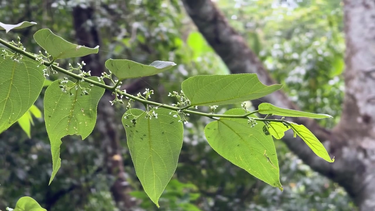 Primo piano di foglie verdi e piccoli fiori su un ramo d'albero