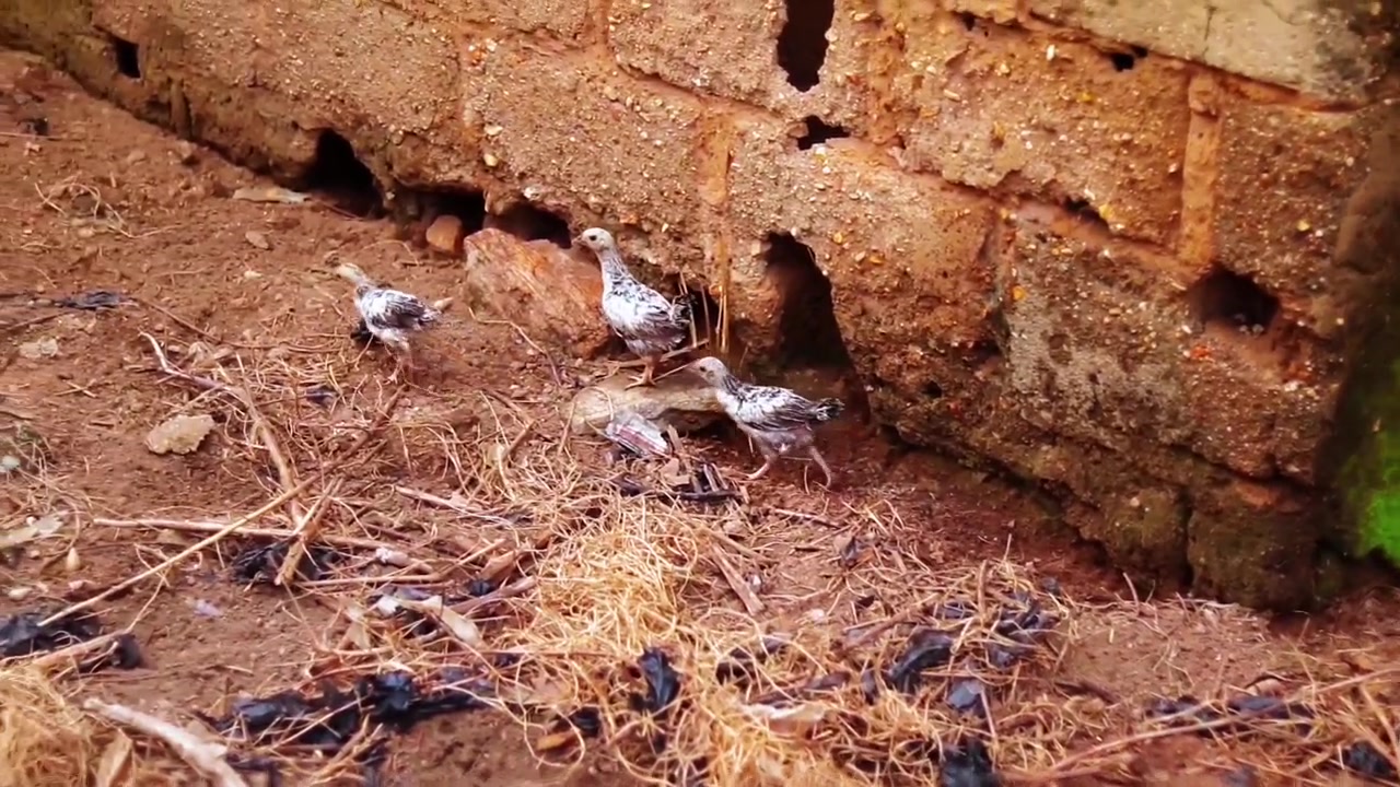 Small chicks peck at dry ground near a weathered brick wall and green plants in a backyard corner during the day, useful for agriculture or rural lifestyle themes.
