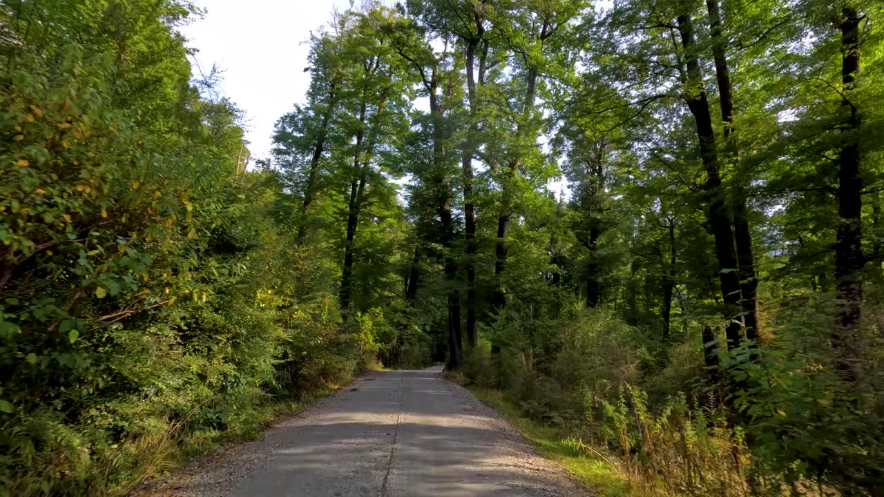 Vehicle travels down sunlit forest road, lush greenery, steady camera, natural daylight, tranquil atmosphere
