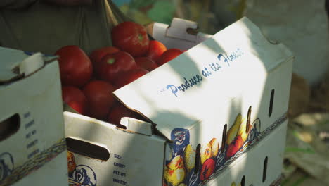 Putting-fresh-tomatos-from-local-farms-on-a-cardboard-box