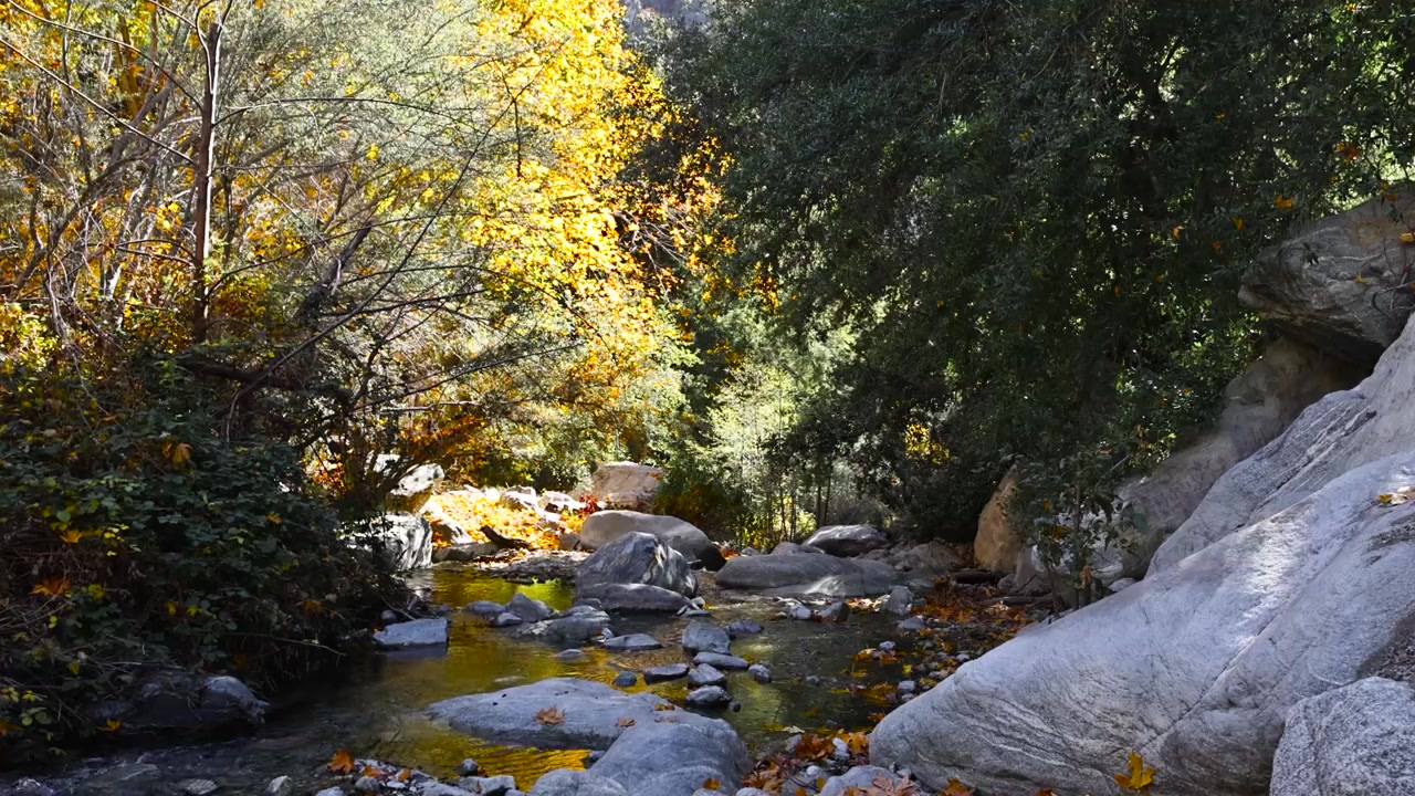 Levendige herfstscène met oranje en gele bladeren die een serene beek bedekken, omringd door rotsen en weelderig gebladerte in Angeles National Forest, Mt. Baldy, Californië. STATISCHE OPNAME 60FPS.