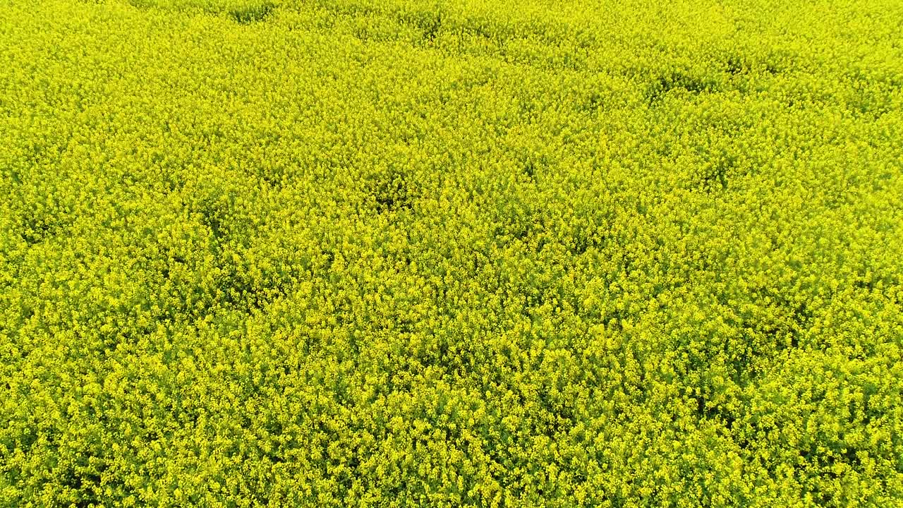 노란색 유채밭 낮은 저공비행