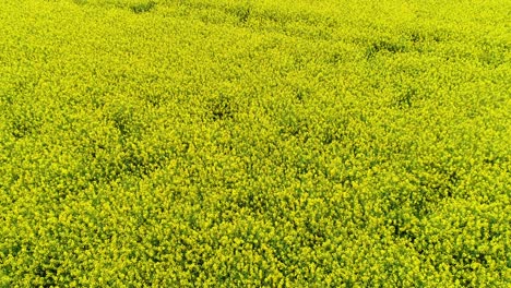 sobrevuelo bajo del campo de colza amarilla