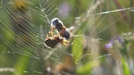 Primer-Plano-De-Una-Araña-Salvaje-Atrapando-Abejas-En-Una-Red-Y-Girando-La-Red-Alrededor-De-Su-Presa