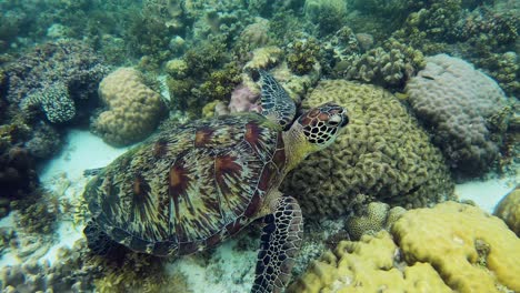 A-large-green-sea-turtle-roams-the-coral-reef-in-search-of-food,-looking-into-its-deepest-corners