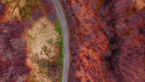 winding trail through autumn forest in the dolomites, aerial view from above