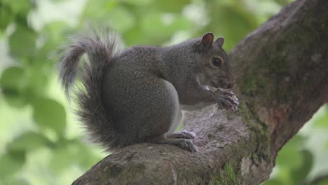 squirrel sitting on a tree branch eating a nut before scampering off