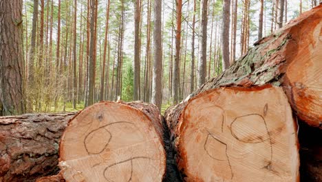 felled tree trunks in the forest