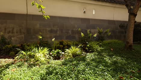 lush garden with trees and plants