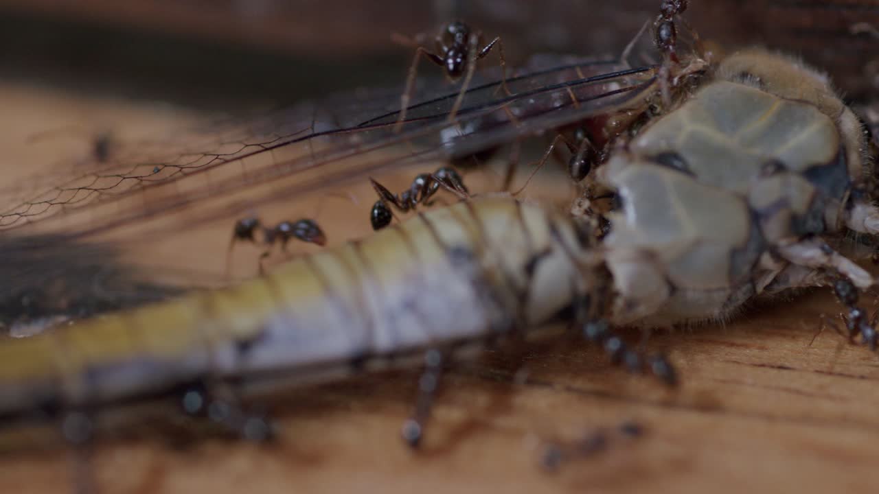 Macro closeup of ants (Formicidae) moving the transparent wing and body of a dead dragonfly (Anisoptera), showing teamwork, surface tension, and fine leg grip details on a wooden surface.