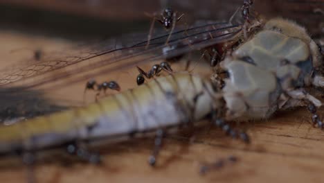 macro closeup of ants (formicidae) moving the transparent wing and body of a dead dragonfly (anisoptera), showing teamwork, surface tension, and fine leg grip details on a wooden surface.