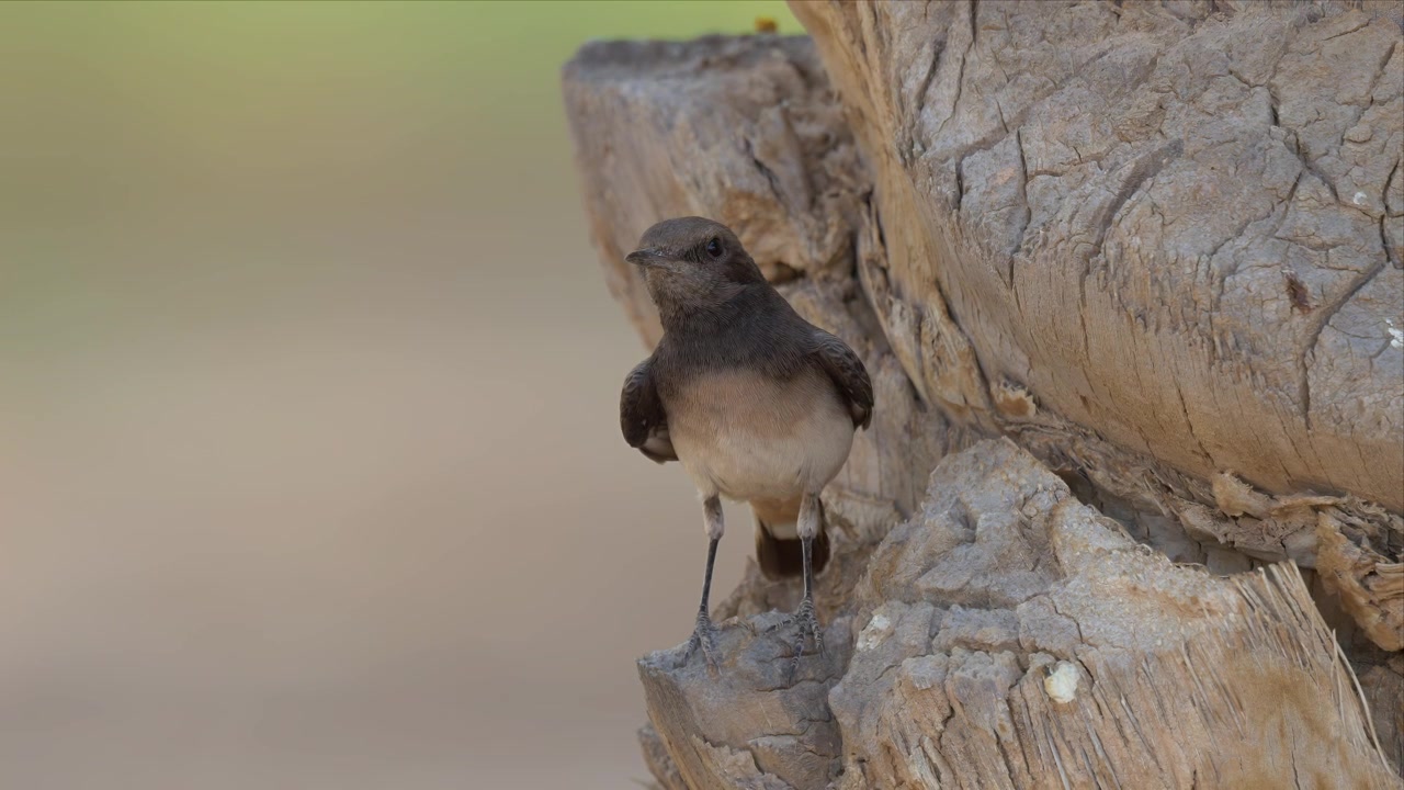 A female wheatear clings to the rough fibrous trunk of a date palm, looking out over a soft green and cream background.