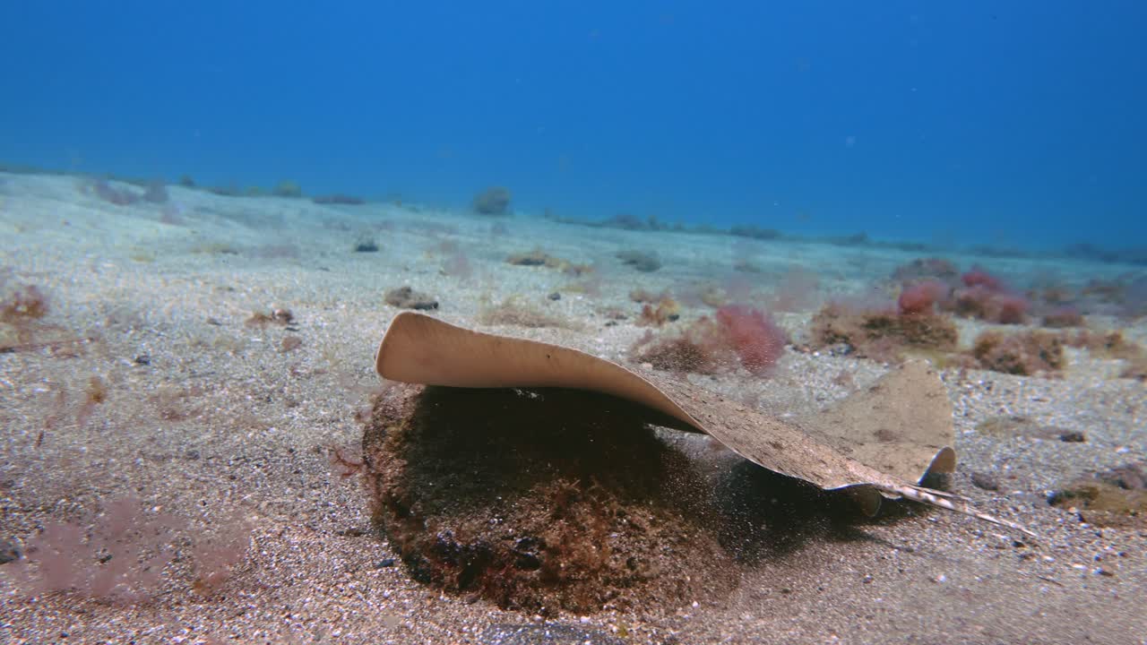 Piccola Gymnura altavela che scivola sulla sabbia e spaventa un pesce lucertola