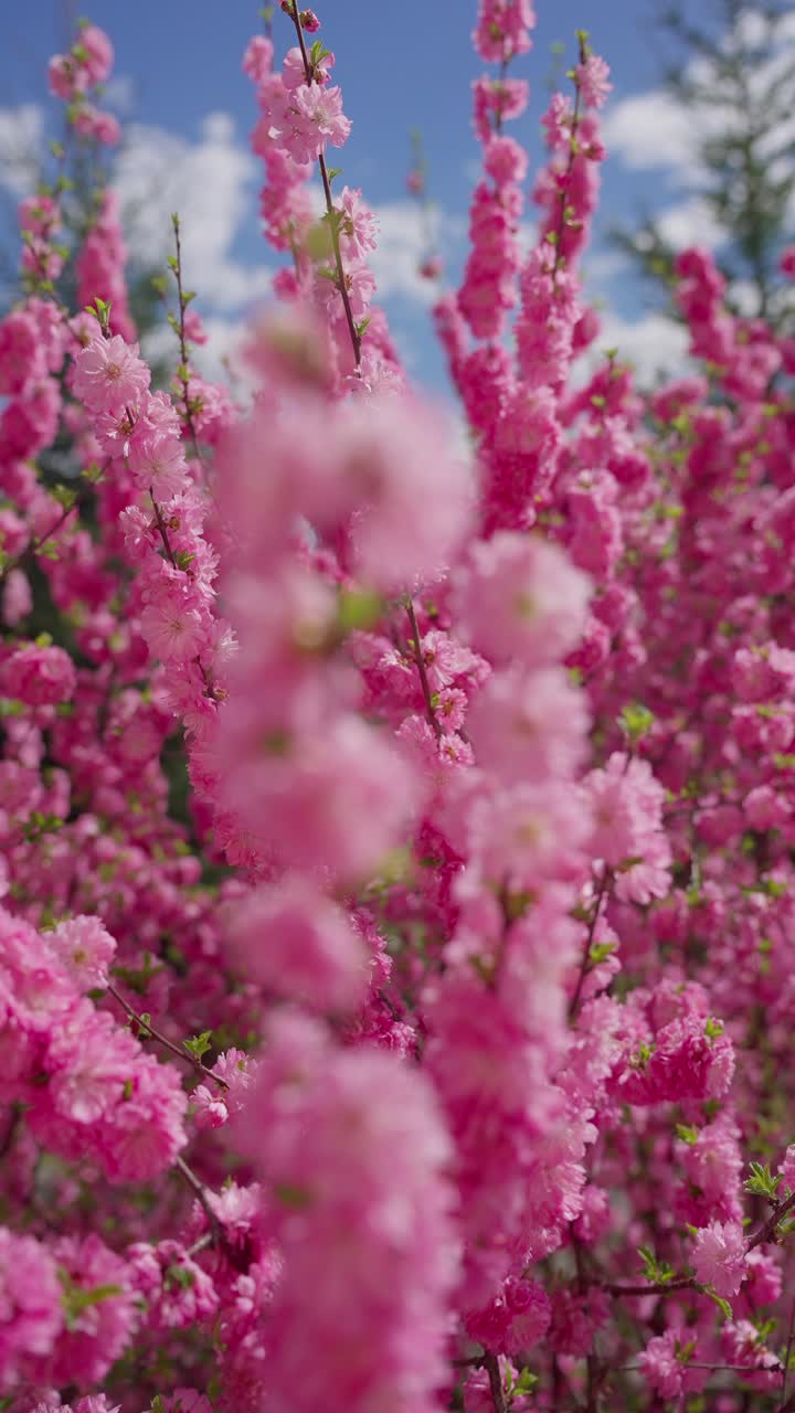Fiori rosa sbocciano contro un cielo azzurro brillante. Petali delicati incorniciano rami sottili con messa a fuoco morbida. L'energia vibrante della primavera riempie l'immagine di colore. Perfetto per il rinnovamento della natura e temi stagionali