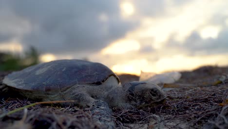 extreme closeup of backlit sea turtle with blurry setting sun