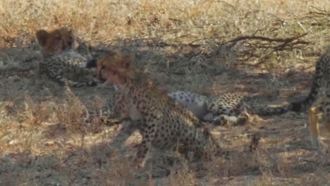 young southeast african cheetah cubs laying in the shade in the hot kalahari landscape