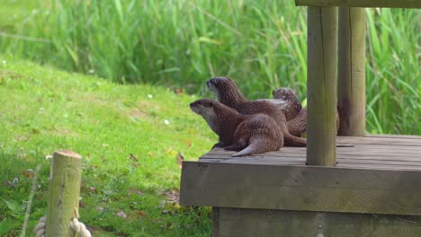 Group-of-young-playful-otters