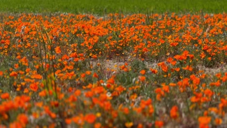 Feld-Mit-Orangefarbenen-Mohnblumen,-Die-Im-Wind-Wehen,-Der-Fokus-Bewegt-Sich