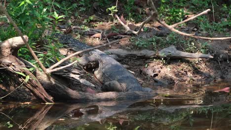 raising its head high as seen at a bank of the stream then dives in the water under a fallen log to show its head out; varanus salvator, khao yai national park, unesco world heritage, thailand.