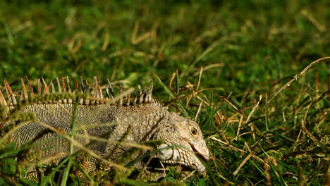 iguana in the grass feeding and walking out of frame