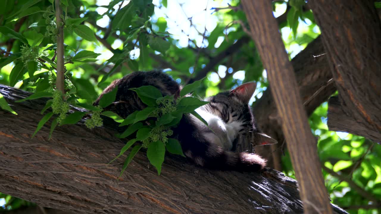 gato gris sin hogar durmiendo en un árbol verde en el verano