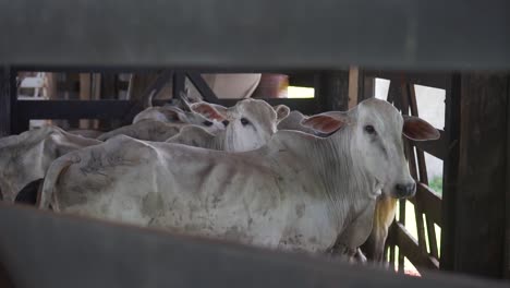 Ganado-En-El-Corral.-Algunas-Vacas