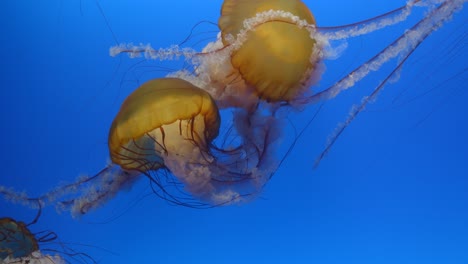 beautiful jellyfishes