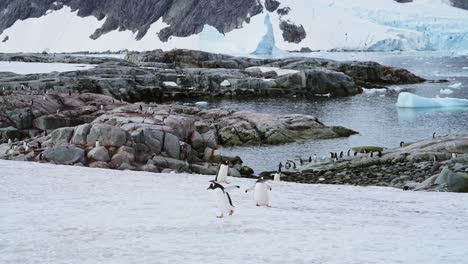 Penguins-Walking-in-Penguin-Colony-in-Antarctica-Coast-and-Coastline,-on-Snowy-Snow-Covered-Land,-Gentoo-Penguins-Waddling-in-Snowy-Winter-Mainland-Landscape-Scenery-in-Antarctic-Peninsula-Tour