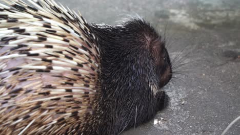 wildlife close up shot of long whisker, stout-bodied rodent malayan porcupine or himalayan porcupine, hystrix brachyura covered with spiky quills, munching on food