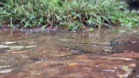 Nahaufnahme-Von-Regenwassertropfen,-Die-In-Eine-Große-Pfütze-Auf-Asphalt-Fallen