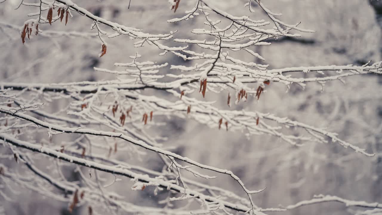 The first snow is covering the thin delicate branches