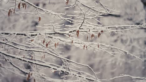 the first snow is covering the thin delicate branches