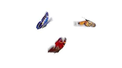 beautiful butterflies different colors fly into the screen, sit down and fly away. white and green backgrounds close-up. seamless 3d animation with alpha channel.