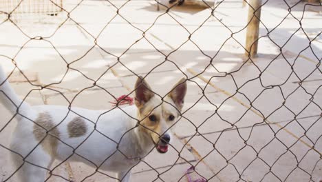 Verlassener-Hund-In-Einem-Tierheim-Eingesperrt