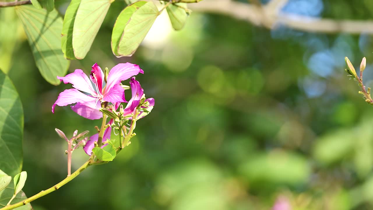 Vibrant Mountain Ebony flower captured in natural sunlight, surrounded by lush greenery in Coffs Harbour, Australia