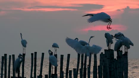 The-Great-Egret,-also-known-as-the-Common-Egret-or-the-Large-Egret