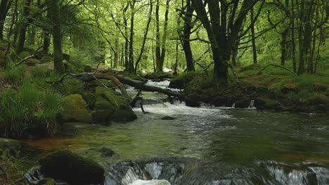 the river fowey flowing through woodland in late spring