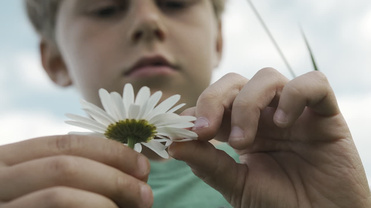 niño examinando una flor de margarita