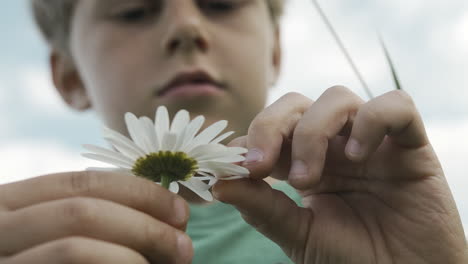 boy examining a daisy flower